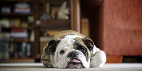 A lazy bulldog lying on a rug.