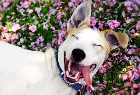 A happy dog with its tongue sticking out lying on flowers.