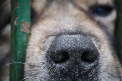 A closeup of a dog's nose sticking out from between green bars.