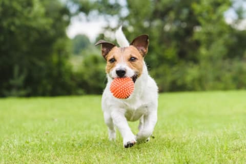 A dog running through the grass with an orange ball in its mouth.