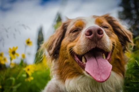 A happy dog with his tongue out sitting in a field of flowers.