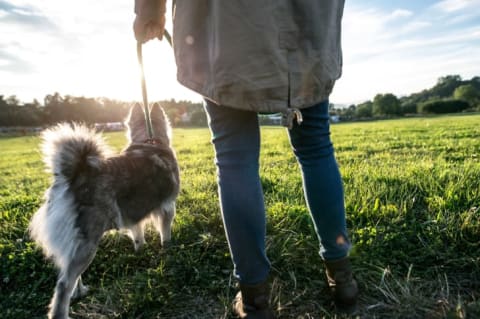 A woman walking a dog in the park.