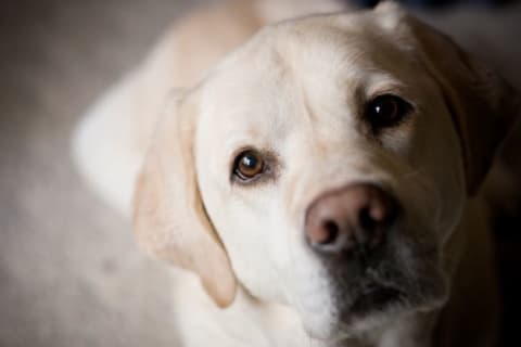 A yellow lab staring up at the camera.