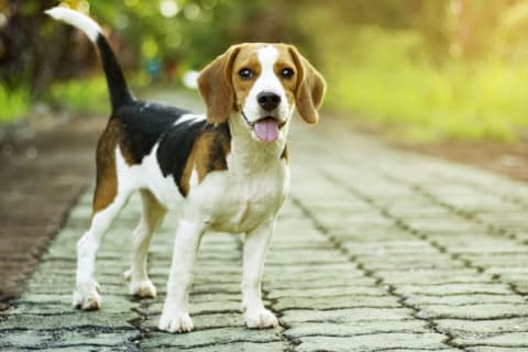 A beagle puppy standing on a stone walkway.