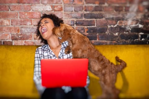 Woman working on her computer getting a kiss on the face from her dog.