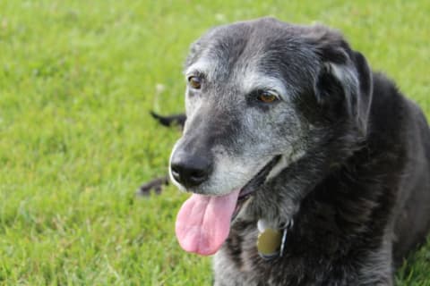 An older dog sitting in the grass with his tongue sticking out.