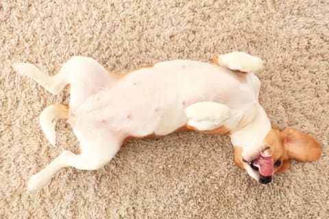 A dog on its back on a carpet.