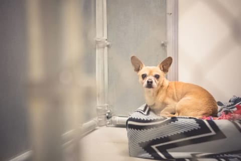 A chihuahua sitting on a cushion in an animal shelter.