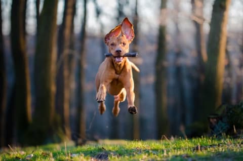 A dog running with a stick in its mouth; all four feet are off the ground.