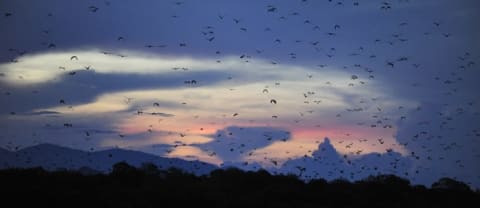 A swarm of fruit bats flying in Indonesia