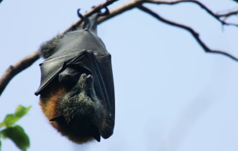 A Grey-Headed Flying Fox hangs from its roost at the Royal Botanic Gardens March 20, 2008 in Sydney, Australia