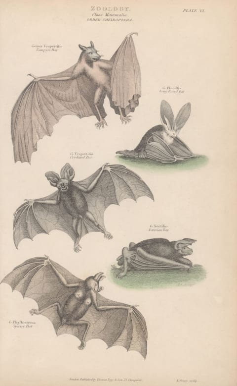 Various bats of the order Chiroptera in a circa-1800 engraving by J. Shury