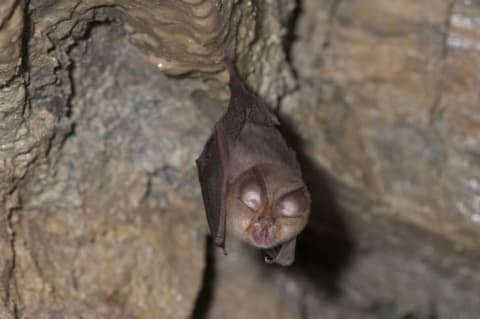 Horseshoe bat (Rhinolophus ferrumequinum)