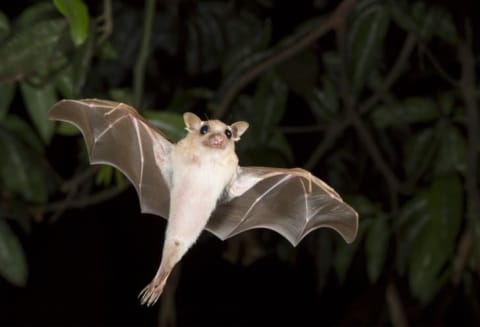 Bat flying in a forest at night