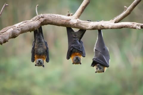 Three bats hanging upside down on a branch