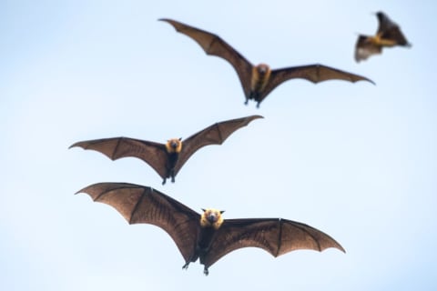 Bats flying on blue sky