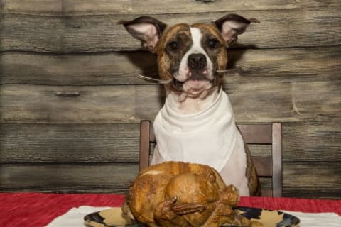 A dog sits at a table with a fork in its mouth, ready to eat the turkey in front of it.