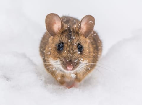 An adorable mouse in the snow.