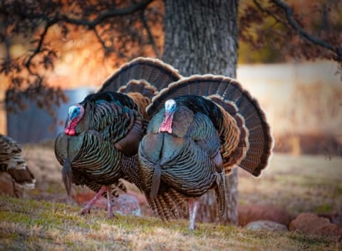 Two toms taking a stroll.