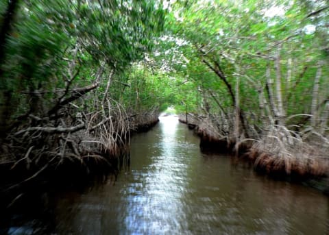 Waterway in the Everglades.