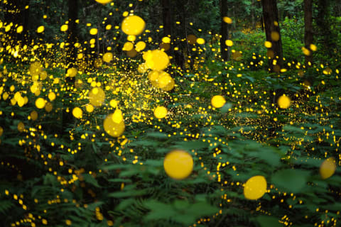 Fireflies putting on a show in Japan.