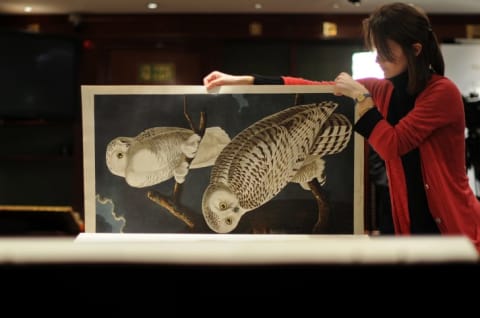 An employee at Christie's lifts a page of Audubon's Birds of America depicting snowy owls.