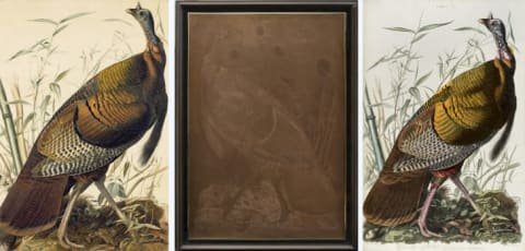 Left: John James Audubon (1785–1851), Wild Turkey (Meleagris gallopavo), Study for Havell pl. 1, ca. 1825. Watercolor, black ink, graphite, pastel, collage, and gouache with touches of metallic pigment and selective glazing on paper, laid on card. Purchased for the New-York Historical Society by public subscription from Mrs. John J. Audubon, 1863.17.1. Middle: William H. Lizars (1788–1859), retouched by Robert Havell Jr. (1793–1878), after John James Audubon (1785–1851). Engraved copper plate for plate 1 of The Birds of America. American Museum of Natural History Library, New York, Gift of Cleveland E. Dodge. Right: William H. Lizars (1788–1859) after John James Audubon (1785–1851). Hand-colored etching with aquatint and engraving. New-York Historical Society, Gift of Mrs. [Patricia] Harvey Breit and Mrs. Gratia R. Laiser in memory of their mother,  Gratia Houghton Rinehart, 1954.