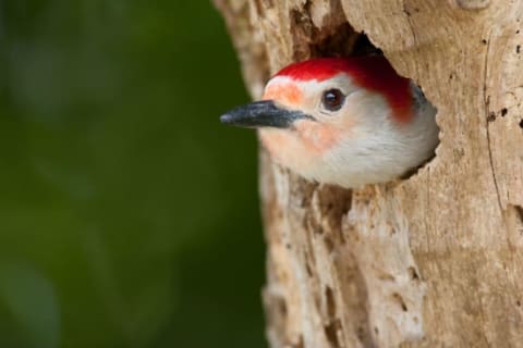 A red-bellied woodpecker sticks its head out of a tree