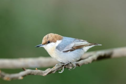 A brown-headed nuthatch perches on a branch