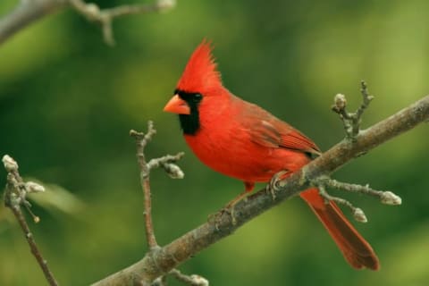 A Northern cardinal sits on a branch