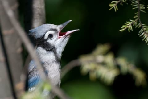 A blue jay sings while sitting in a tree