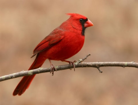 A northern cardinal sits on a branch