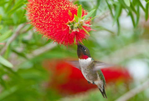 A ruby-throated hummingbird feeds on bottle brush