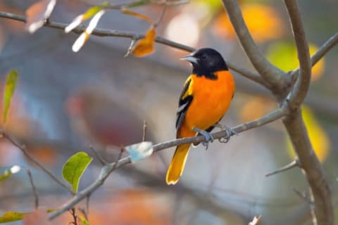 A Baltimore oriole is perched on a branch