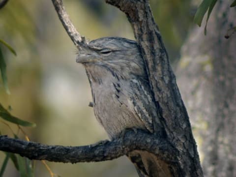 A papuan frogmouth naps in the trees