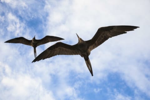 Frigatebirds fly through the air