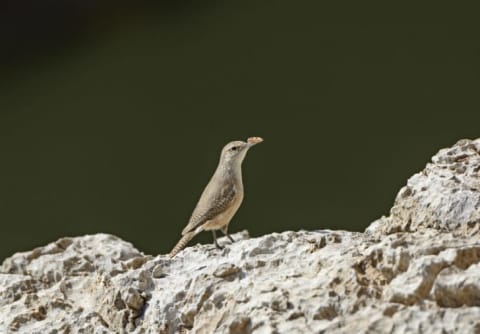 A canyon wren is seen in profile