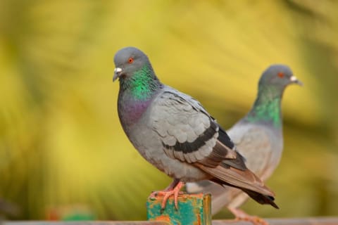 Two pigeons stand near one another