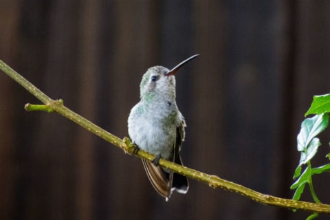 A hummingbird looks up into the sky