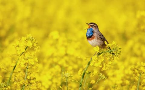 A bluethroat sings in a field