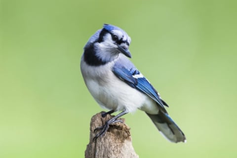 A blue jay perches itself and cocks its head