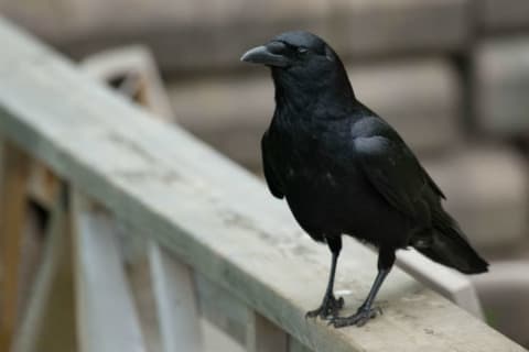 A crow sits on a porch railing