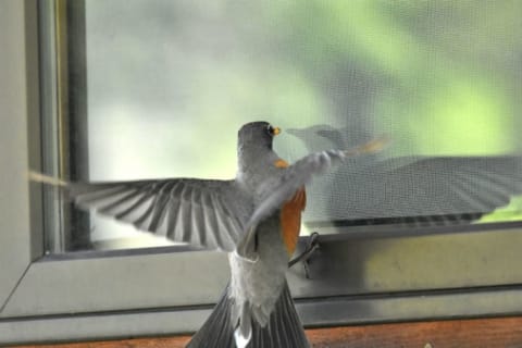 A robin attacks its own reflection