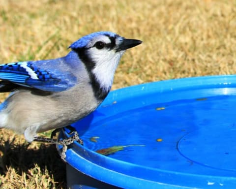 A blue jay arrives for a drink