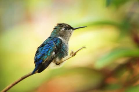 A bee hummingbird hovers in the air