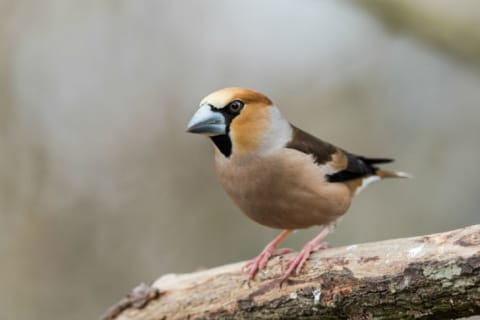 A male hawfinch sports a distinctive beak