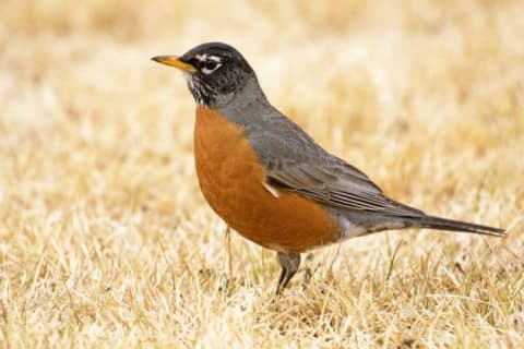 A robin stands in a field