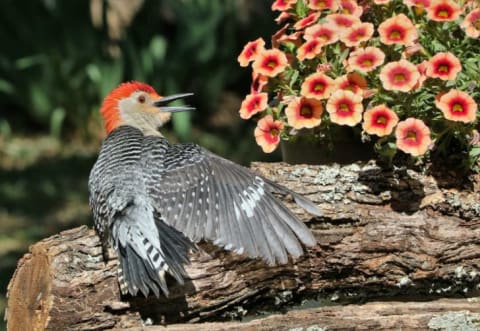 A red-bellied woodpecker spreads its wings