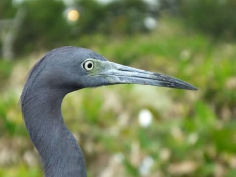 A little blue heron is seen in profile