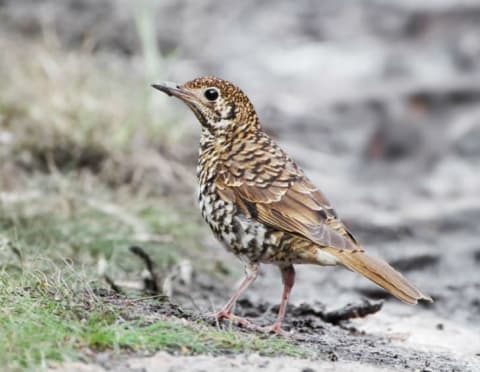 A Bassian thrush stands in a field